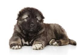 L'altezza al garrese varia a seconda del sesso, per le femmine tra i 67 ed i 70 cm. Cane Pastore Del Caucaso Caratteristiche E Foto