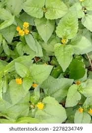 Image result for Basella paniculata