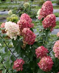 Mountain hydrangeas are vulnerable to cold but less susceptible to spring frosts than their. Fire Light Hardy Hydrangea