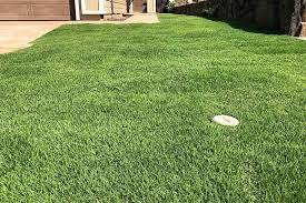Maybe you would like to learn more about one of these? Zeon Zoysia Hawaiian Turfgrass