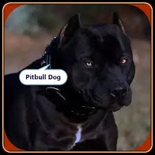 Black Pitbull Puppies For Sale 07 Best Breeders Of 2022