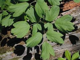 Image result for Blue Cohosh