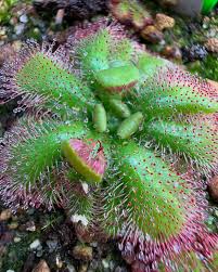 Image result for Drosera dielsiana