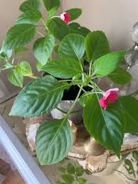 Image result for Impatiens irvingii