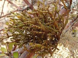 Image result for Moraea clavata