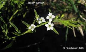 Image result for Thesium dolichomeres