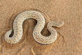 Namib dwarf sand adder or Namib desert sidewinding adder (Bitis  peringueyi), Namibia Stock Photo | Adobe Stock