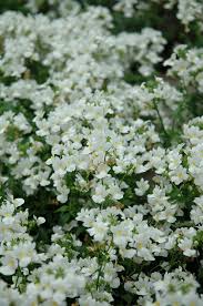 Image result for Nemesia zimbabwensis