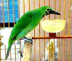 Cucak Ijo Banyuwangi Trotol Ciri Khas Dan Keunikannya Bakicau