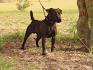 PuppyFind | Patterdale Terrier Puppies for Sale