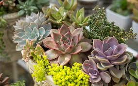 Once you pot your cactus, be sure to provide the right amount. Cacti Succulent Care Tips Top 10 Succulents For Your Home