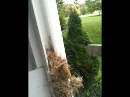 The idea is that if a user has two pages open: Insect Nest In Screen Tracks Youtube