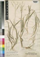 Image result for Panicum subalbidum