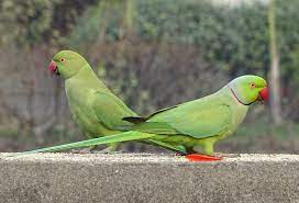 * this map is intended as a guide. Invasive Non Native Species Uk Ring Necked Parakeet Inside Ecology