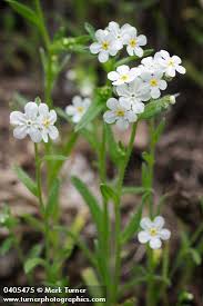 Plagiobothrys Nothofulvus Rusty Popcorn Flower Wildflowers Of The Pacific Northwest Wild Flowers White Gardens Flowers