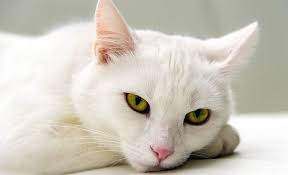 Asher a fost inventat artificial de biotehnologi. Cele Mai Bune Rase De Pisici Albe De Avut Ca Animale De Companie TÄƒramul Animalelor