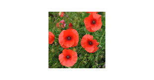 Image result for Poppy Red 1993 Town and Country