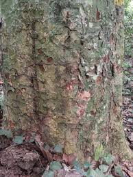 Image result for Staudtia