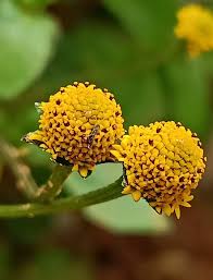 Image result for Acmella