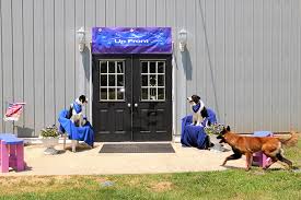 Image result for Photos of dogs training school