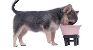 The newborn puppies do not open their ears or eyes for a few days after being born. Best Food For Chihuahua Puppy Tips And Reviews To Help You Choose