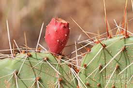 Nestled in the texas panhandle less than an hour from amarillo, palo duro canyon seemingly descends out of nowhere: Cactus In Palo Duro Canyon 091513 19 Photograph By Ashley M Conger