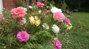 Portulaca Grandiflora In My Yard Portulaca Grandiflora Green Thumb Plants