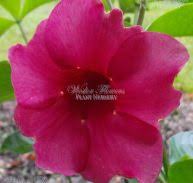 Image result for Strophanthus luteolus