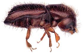 Image result for Brownleea maculata