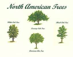 Pin By Luo On How To Draw Realistic Trees Plants Bushes And Rocks Tree Tree Art North American