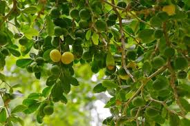 Image result for Dovyalis afra