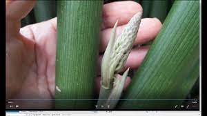Snake Plants Sansevieria Cilyndrica And Mansonia And Trifasciata Youtube Snake Plant Sansevieria Mother In Law Plant