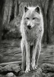 Black And White Animal Drawings Realistic Wolf Print Wolf Wilderness Poster Black And White Drawing Etsy Pencil Drawings Of Animals Realistic Pencil Drawings Realistic Drawings