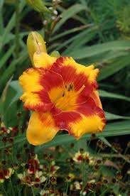 Third generation florist since 1936. Adorable Tiger Daylily Hemerocallis Adorable Tiger Is Available In Forest Lake Minnesota Mn At Applewo Day Lilies Beautiful Blooms Herbaceous Perennials