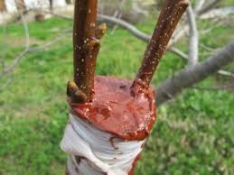 Oya ağacının ekim zamanı nedir? Badem Yetistiriciligi Nasil Yapilir Badem Agaci Cesitleri Ve Turleri