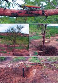 Image result for Acacia hockii