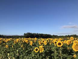 Airfield, an aerodrome that lacks the infrastructure of an airport. 4 Gorgeous Sunflower Fields Near London Where You Can Pick Your Own