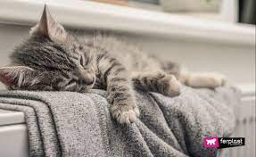 How Can I Tell If My Cat Is Cold