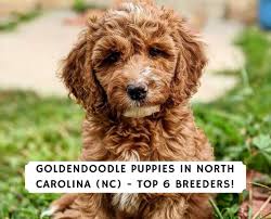 If you are looking for a breeder who can educate you further about the breed and help you find your new family member, you are in the right place. Goldendoodle Puppies In North Carolina Nc Top 6 Breeders We Love Doodles