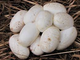 how to identify snake eggs properly