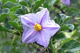 Image result for Solanum linneanum