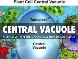 Proteins found in the tonoplast control the flow of. Introduction Of Vacuoles Structure Functions Structure And Function Introduction Function