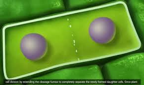 Maybe you would like to learn more about one of these? Cell Plate And Cytokinesis Mitosis On Make A Gif