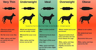 How To Determine Ideal Weight In A Dog Thin Ideal Obese