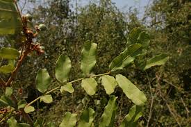 Image result for Deinbollia