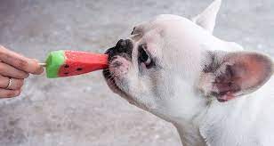 Human Food For Dogs That Will Not Harm Cesar S Way