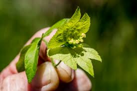 Image result for Allocassine laurifolia