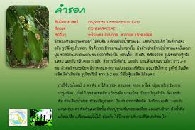 Image result for Ellipanthus