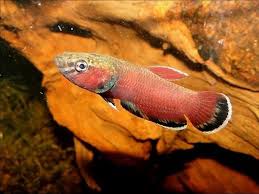 Betta Channoides Snakehead Betta Betta Fish Pet Beautiful Fish