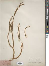 Image result for Huperzia gnidioides